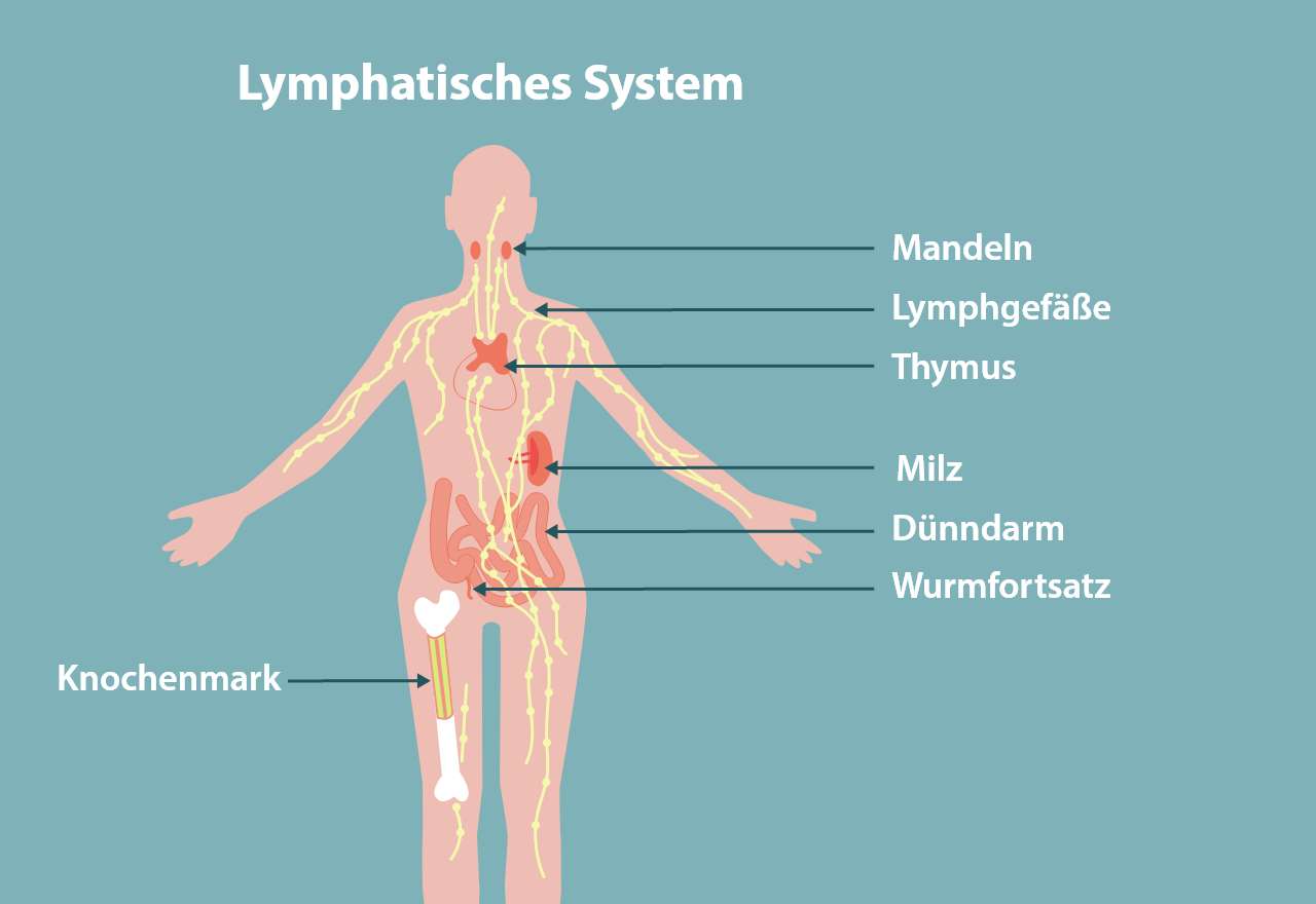 Abbildung eines beschrifteten lymphatischen Systems vom Mensch