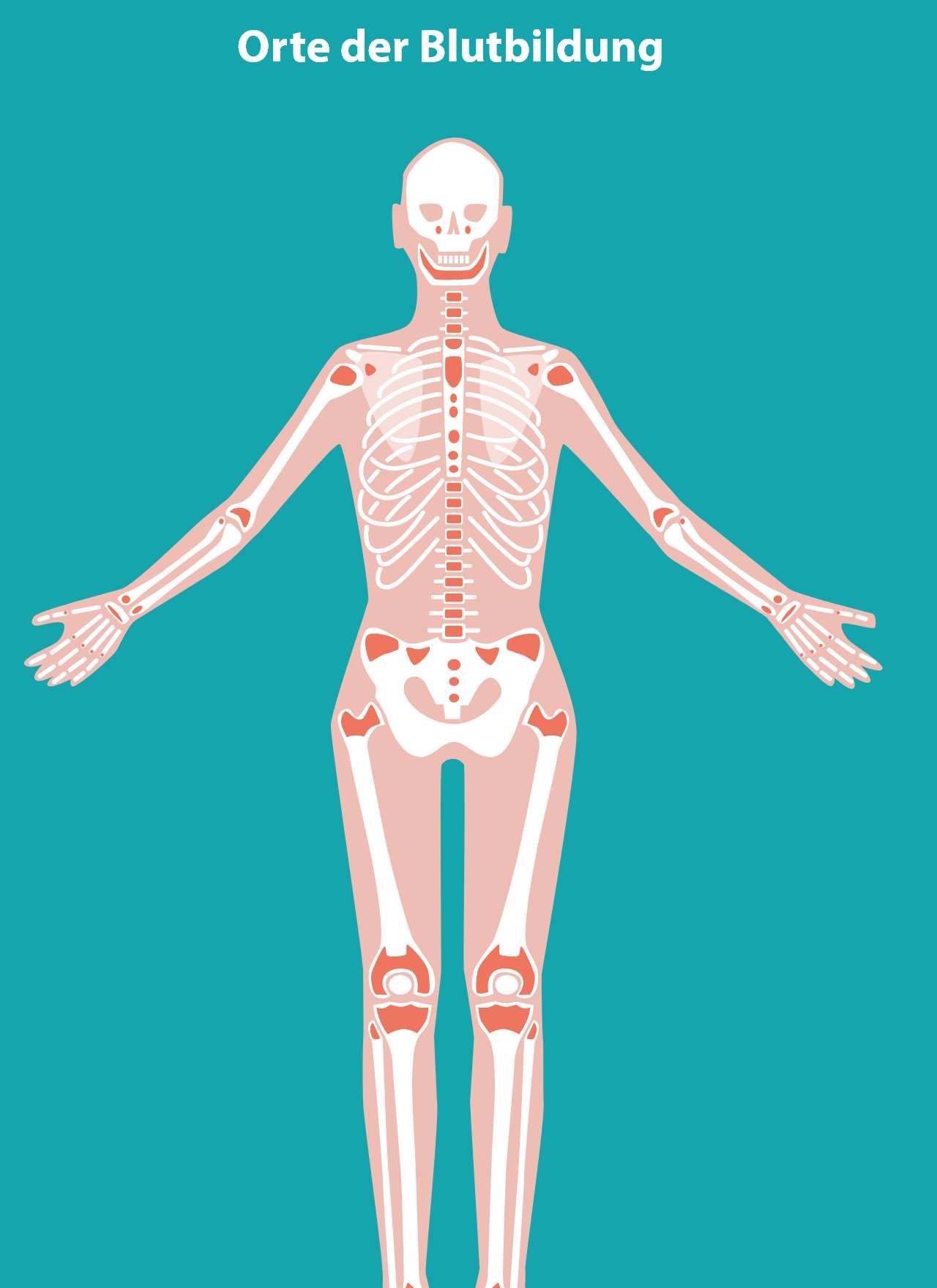 Abbildung eines Menschen-Skeletts mit rot markierten Orten der Blutbildung