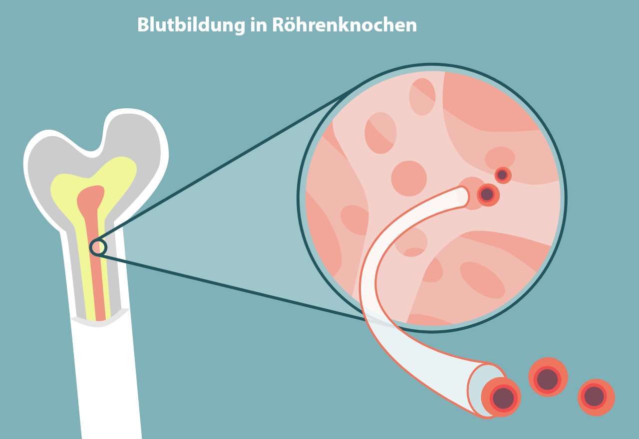 Abbildung der Blutbildung in Röhrenknochen