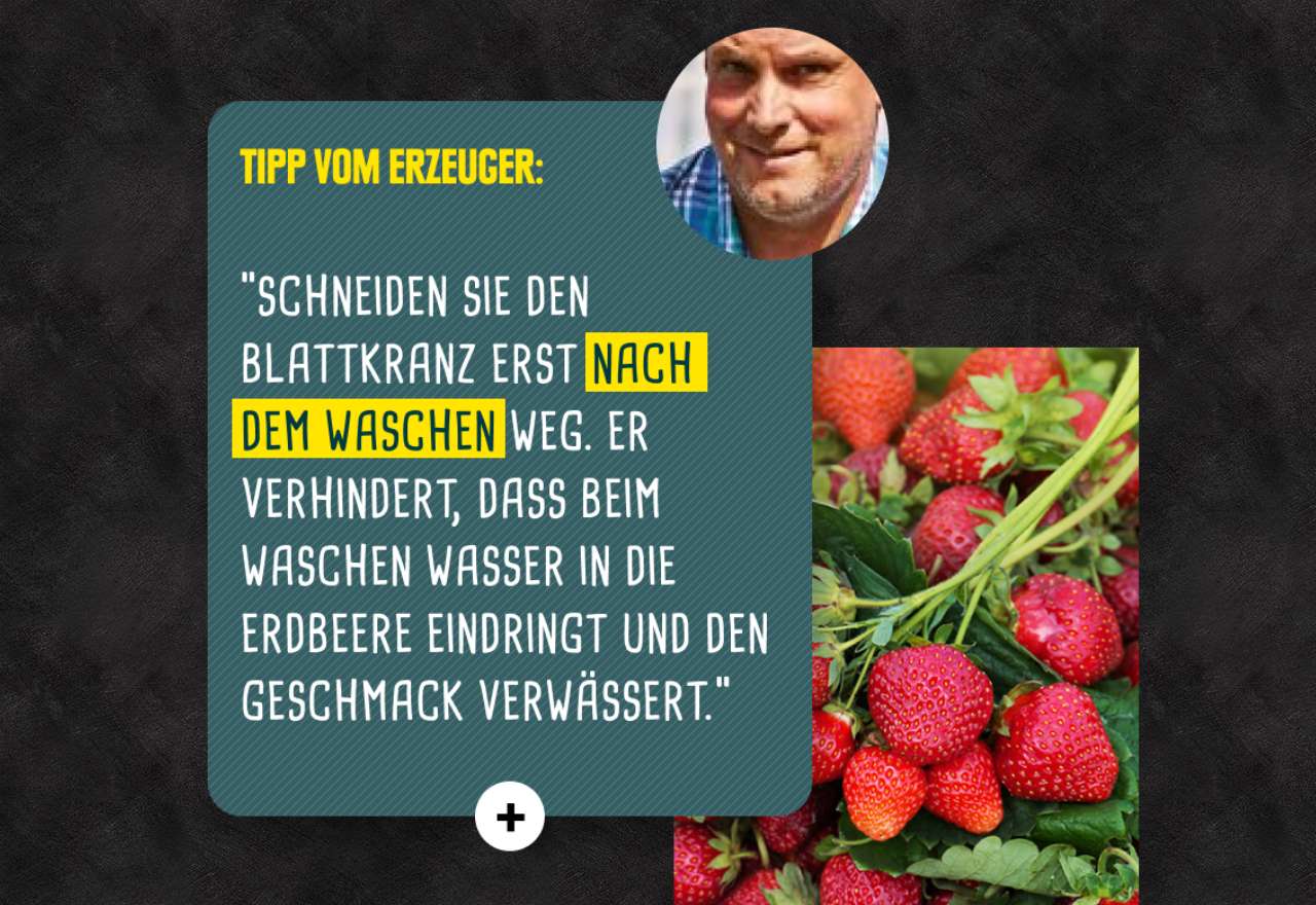 Sprechblase mit Tipp vom Erzeuger: Blattkranz von Erdbeeren erst nach dem Waschen abschneiden